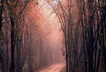 [德甲]第34轮：柏林联VS不来梅.